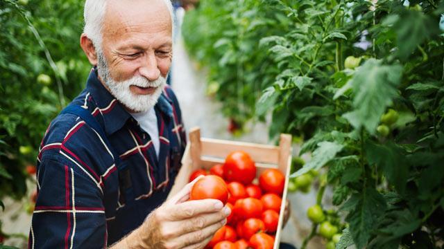 A man picking tomatoes.